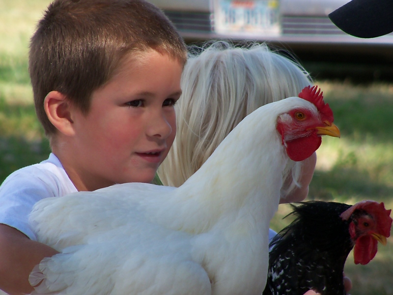 clover kids holding chickens