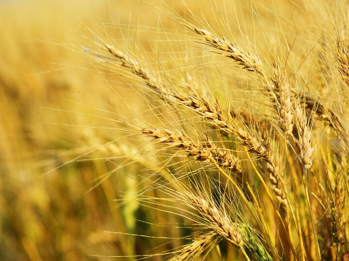 Closeup of grass